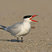 Caspian Tern